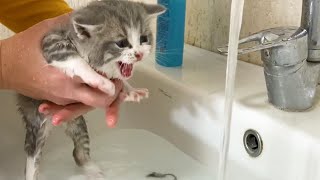 First bath for kitten Johnny and its loud meow [upl. by Memory38]