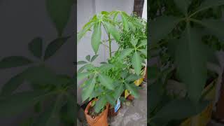 Plant grow my home motivation vastu love astrology flowers wintergardening nature shortsfeed [upl. by Marybelle]