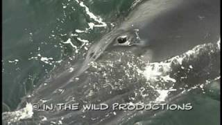 Humpback Whale Footage Extreme Close Up Blowhole [upl. by Deena]