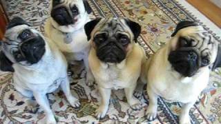 Pug Head Tilt X 4 [upl. by Daniela]