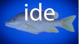 How to pronounce ide [upl. by Plumbo]