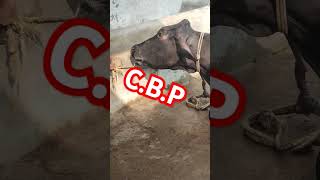 contagious bovine pleuropneumonia इस गाय को क्या हो गयाtrending animals dairyfarm doglover 🌺🏵️💉 [upl. by Gee]