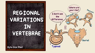 Regional Variations in Vertebrae  The vertebral column  Osteology  Anatomy Doodles [upl. by Arad]