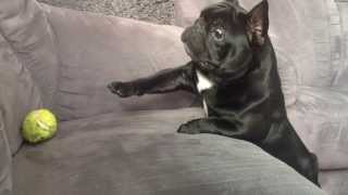 BlanKy French Bulldog Too Funny [upl. by Alwyn]