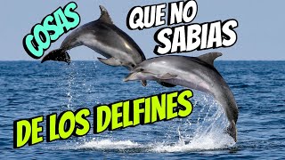 cosas que no sabías de los delfines [upl. by Nibas]