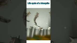 Life cycle of mosquito 🦟 😪 shots sciencefacts biology shortsfeed scienceexperiment [upl. by Aicinat632]