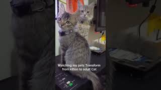 My Cat Grow Fast kitten cats catlover cutecat short [upl. by Ennahgiel]