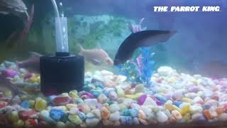 The parrot king 🦜 fish pot like share subscribe comment 🦜 [upl. by Wiersma]