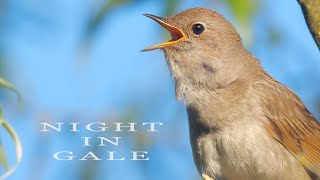 Bird sounds Singing nightingale Amazing bird song [upl. by Dalton]