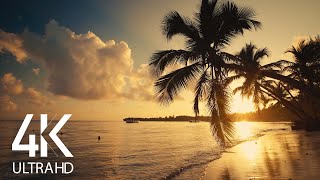 8 HOURS Calm Ocean Waves Sounds  Tropical Beach Sunrise 4K Video [upl. by Ahsap216]