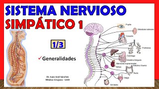 🥇 SISTEMA NERVIOSO SIMPÁTICO 13  Generalidades  ¡Explicación Sencilla [upl. by Justino]