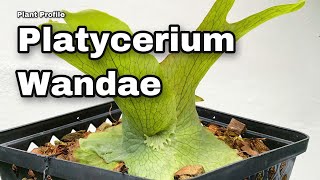 Plant Profile  Platycerium Wandae Ep83 [upl. by Hillhouse]