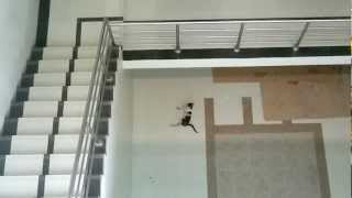 Cat jumping from third floor [upl. by Voltmer]