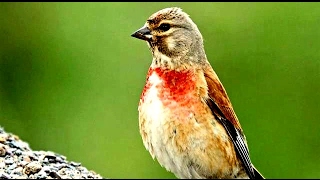 Linnet Bird [upl. by Eicak888]