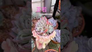 「芷若」欣賞新品種多肉 蘑菇 succulent 多肉植物 心靈成長 前男友精品多肉 植物燈 園藝 [upl. by Ellennad]