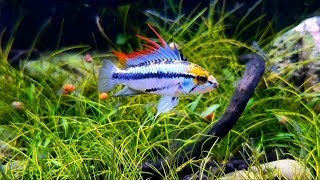 Apistogramma Trifasciata Displaying [upl. by Emoraj]