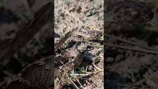 Cat snake seen on farmers fieldanimal rescue india 443 prakash balaganj neemuch trupanion [upl. by Roper]