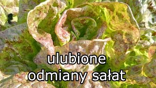 Sałata moje ulubione odmiany [upl. by Dorcas894]