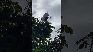 Sulphur crested cockatoo demolishing a fruit pod [upl. by Aisanahta]