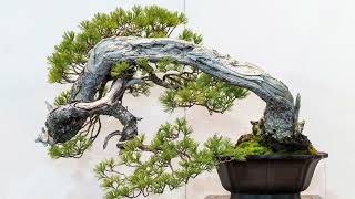 The 97th Kokufu Bonsai Show 2023 Part 1 Tokyo Japan [upl. by Claudetta]