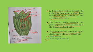 Polytrichum  Antheridium [upl. by Saimon]