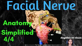 017 Facial Nerve Anatomy  Part 44 anatomylectures [upl. by Atiuqel]