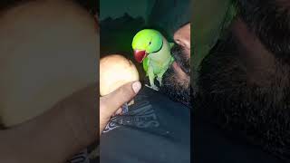 Parrot kiss and talk🦜 🥰 parrot shorts [upl. by Hachman]