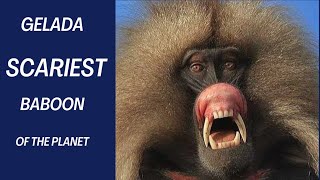 True Facts  Gelada Baboon  The Scariest Herbivore On Earth [upl. by Chon327]