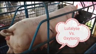 Lutalyse vs Oxytocin [upl. by Alled]