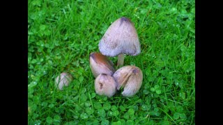 Common Ink Cap Coprinopsis atramentaria and the Shaggy Ink Cap Coprinus comatus [upl. by Rolanda]