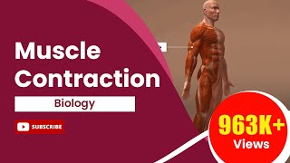 Muscle Contraction [upl. by Lisle]