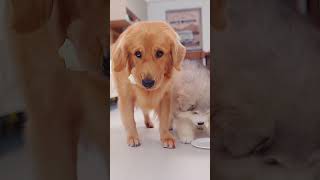 DogI fell for it狗狗：上当了 goldenretriever pets cute retriever cutedog funny [upl. by Ingrid191]