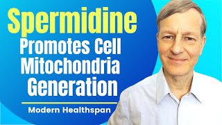 Spermidine Promotes Cell Mitochondria Generation  Review By Modern Healthspan [upl. by Luna]