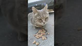 Feeding a stray cat that has watery eyes and tears stains [upl. by Dody]