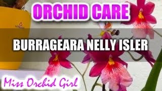 Orchid Care  Burrageara Nelly Isler [upl. by Levy]