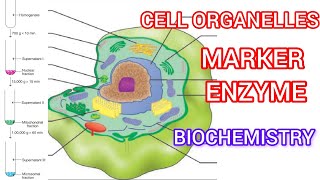 Cell organelle ❤️ Subcellular Fractionation Marker Enzyme [upl. by Yevad]