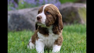 English Springer Spaniel Puppies for Sale [upl. by Lemire]