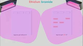 Agarose Gel Electrophoresis Animation [upl. by Sager998]