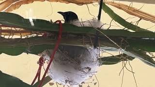 04042024  בולבול צהובשת  בניית הקן  Whitespectacled bulbul  Nest building [upl. by Norved]