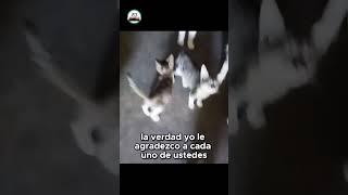 El reto de cuidar a 30 gatitos rescatados del gato de la azotea [upl. by Akelahs]