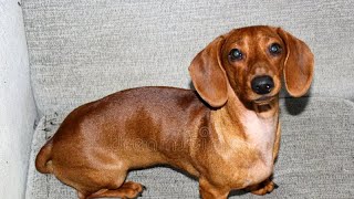 The wiener dog compilation so far… [upl. by Airahcaz]