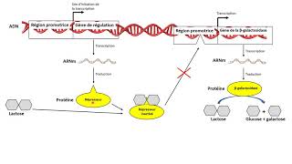 Régulation de lexpression des gènes  exemple de lopéron lactose [upl. by Lal302]