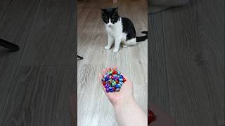 Funny Cat Vasj ⭕🖍 Reverse video cat [upl. by Nodnas]