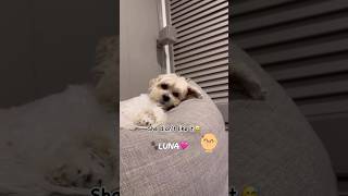 👅🐾 shichon zuchon cutedog shorts teddybeardogs funnydog mystressreliever love cute dog [upl. by Amy431]