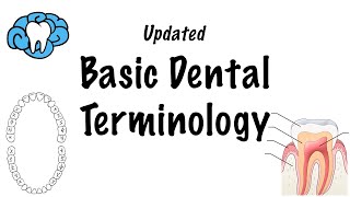 Basic Dental Terminology  UPDATED [upl. by Rani]