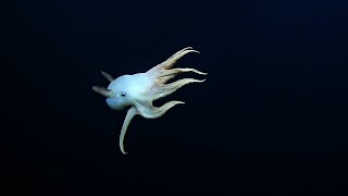 “Ghostly” Dumbo Octopus in the Deep Sea  Nautilus Live [upl. by Lah]