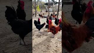 Flying to the rooster shed every day 😂 native chicken farming [upl. by Thetes]