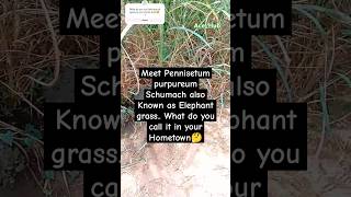 Meet Pennisetum purpureum Schumach also Known as Elephant grass elephantgrass farming shorts [upl. by Lorelie]