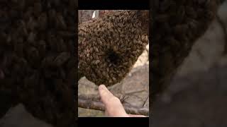 Discovering the Queen Inside a Swarming Japanese Honeybee Ball [upl. by Jolene899]