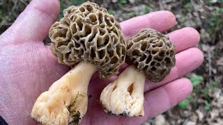 Morilles à domicile  première expérience ✅ [upl. by Dickie]